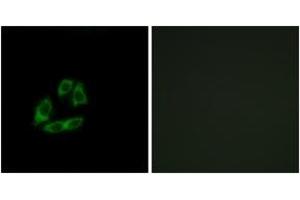 Immunofluorescence analysis of A549 cells, using ARFIP1 Antibody. (ARFIP1 Antikörper  (AA 271-320))