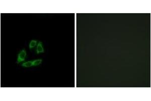 Immunofluorescence analysis of A549 cells, using ARFIP1 Antibody.