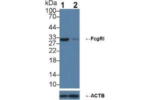 Western Blotting (WB) image for anti-Fc Fragment of IgG, High Affinity Ia, Receptor (CD64) (FCGR1A) (AA 35-235) antibody (ABIN7433813)