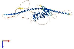 CCDC138 Protein (AA 1-665) (His tag)