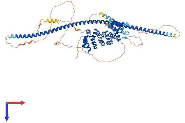 CCDC138 Protein (AA 1-665) (His tag)