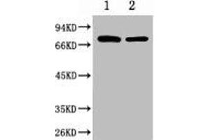 Western blot analysis of 1) Hela, 2) Mouse Brain, diluted at 1:2000. (HSPA1L Antikörper)