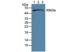 Figure. (NUP50 Antikörper  (AA 37-269))