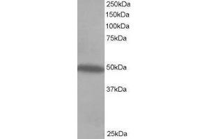Western Blotting (WB) image for C-Src tyrosine Kinase (CSK) peptide (ABIN369047)