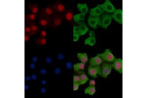 Histone H3 Antibody staining Hela cells by IF/ICC.
