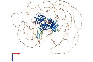 FRMPD4 Protein (AA 1-1322) (His tag)
