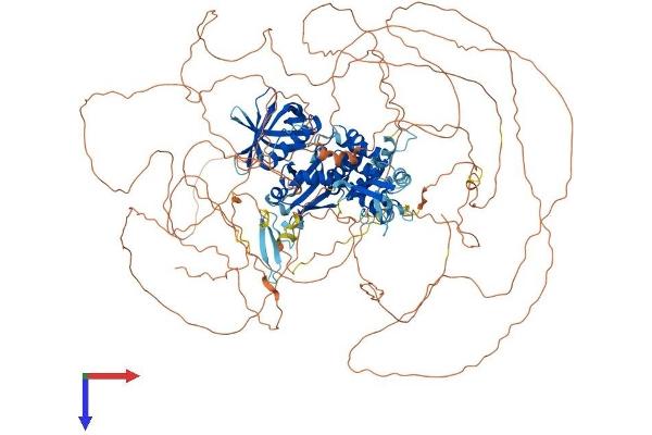 FRMPD4 Protein (AA 1-1322) (His tag)