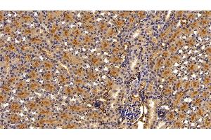 Detection of a1AT in Mouse Kidney Tissue using Polyclonal Antibody to Alpha-1-Antitrypsin (a1AT) (SERPINA1 Antikörper  (AA 25-413))