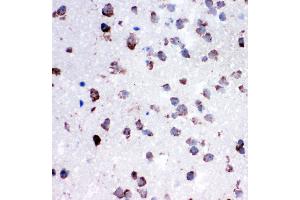 Anti-Cytochrome C antibody, IHC(P) IHC(P): Rat Lung Tissue