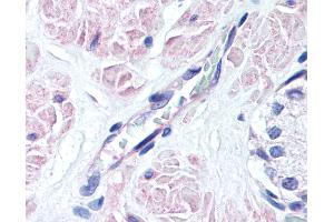 Anti-EDG3 antibody IHC of human prostate, vessel. (S1PR3 Antikörper  (AA 12-25))