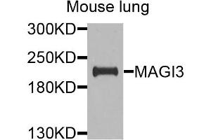 Western blot analysis of extracts of mouse lung cells, using MAGI3 antibody. (MAGI3 Antikörper)