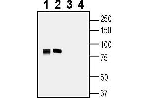 Western blot analysis of rat brain membranes (lanes 1 and 3) and mouse brain membranes (lanes 2 and 4):1-2.