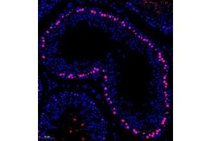 Immunofluorescence of paraffin embedded rat testis using APOBEC4 (ABIN7073086) at dilution of 1:400 (200x lens) (APOBEC4 Antikörper)