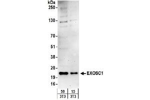 Western Blotting (WB) image for anti-Exosome Component 1 (EXOSC1) (AA 145-195) antibody (ABIN7449728) (EXOSC1 Antikörper  (AA 145-195))