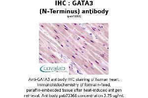 Image no. 1 for anti-GATA Binding Protein 3 (GATA3) (N-Term) antibody (ABIN1734640) (GATA3 Antikörper  (N-Term))