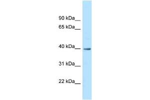 WB Suggested Anti-MRPS9 Antibody Titration: 1.