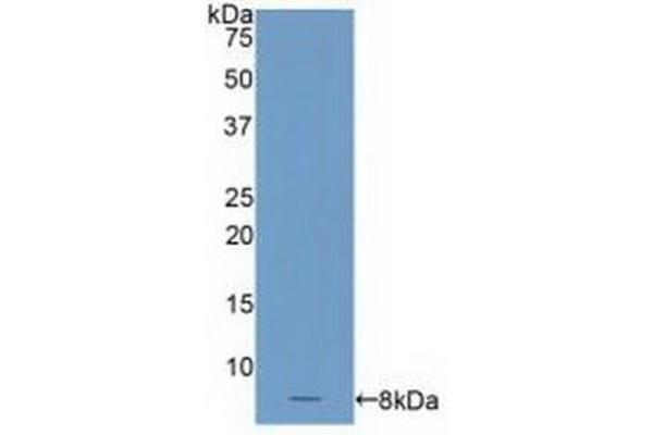 C4BPA Antikörper  (AA 548-597)