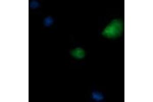 Image no. 1 for anti-Kinesin Family Member 25 (KIF25) antibody (ABIN1499040) (KIF25 Antikörper)