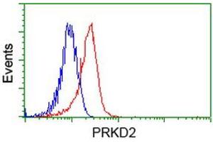 Image no. 1 for anti-Protein Kinase D2 (PKD2) antibody (ABIN1500410)