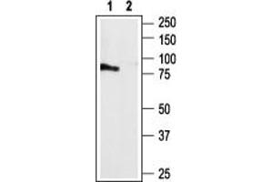 Western Blotting (WB) image for anti-Pyrimidinergic Receptor P2Y, G-Protein Coupled, 4 (P2RY4) (AA 337-350), (Intracellular) antibody (ABIN7043589)
