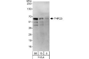 anti-PHD Finger Protein 23 (PHF23) (AA 250-300) antibody
