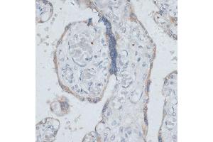 Immunohistochemistry of paraffin-embedded human placenta using DTNBP1 antibody (ABIN7266870) at dilution of 1:100 (40x lens).