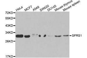 Western blot analysis of extracts of various cell lines, using SFRS1 antibody. (SRSF1 Antikörper  (pSer1))