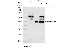 Immunoprecipitating (IP) PRC1 in 293T whole cell lysate. (PRC1 Antikörper  (AA 1-233))