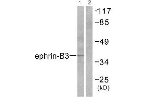 Western Blotting (WB) image for anti-Ephrin B3 (EFNB3) (C-Term) antibody (ABIN1848524) (Ephrin B3 Antikörper  (C-Term))