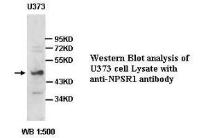 Image no. 1 for anti-Neuropeptide S Receptor 1 (NPSR1) antibody (ABIN791225) (NPSR1 Antikörper)