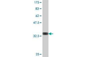 Western Blot detection against Immunogen (34. (WRB Antikörper  (AA 29-101))