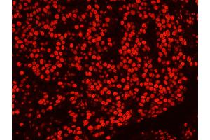 Immunofluorescence (IF) image for anti-Splicing Factor Proline/glutamine-Ric (SFPQ) (AA 657-707) antibody (ABIN7449003) (SFPQ Antikörper  (AA 657-707))