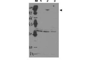 Image no. 1 for anti-Tumor Protein P53 Binding Protein 2 (TP53BP2) (Internal Region) antibody (ABIN299504) (TP53BP2 Antikörper  (Internal Region))