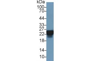 Western Blot; Sample: Human Lung lysate; Primary Ab: 3µg/ml Rabbit Anti-Human HSPB1 Antibody Second Ab: 0.