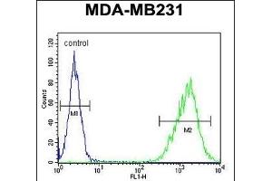 TAZ Antibody (N-term) (ABIN652751 and ABIN2842495) flow cytometric analysis of MDA-M cells (right histogram) compared to a negative control cell (left histogram).