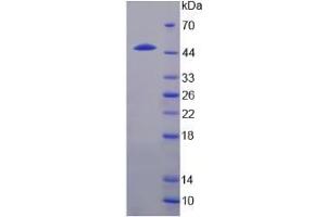 SDS-PAGE analysis of IL24 Protein. (IL-24 Protein)