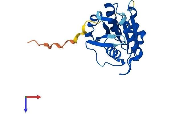 ARL9 Protein (AA 1-187) (His tag)