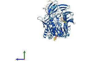 Protein Structure (PS) image for Dipeptidylpeptidase 10 (DPP10) (AA 1-796) protein (His tag) (ABIN7553720)