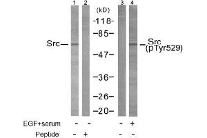 Image no. 1 for anti-Nuclear Receptor Coactivator 1 (NCOA1) (Tyr529) antibody (ABIN197376)