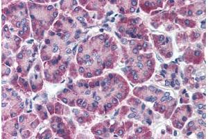 Human Pancreas (formalin-fixed, paraffin-embedded) stained with FBXO9 antibody ABIN214347 at 5 ug/ml followed by biotinylated goat anti-rabbit IgG secondary antibody ABIN481713, alkaline phosphatase-streptavidin and chromogen. (FBXO9 Antikörper  (AA 431-447))