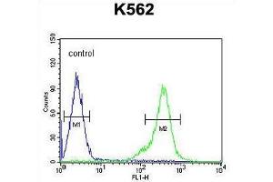 TEX13B Antibody (C-term) flow cytometric analysis of K562 cells (right histogram) compared to a negative control cell (left histogram). (TEX13B Antikörper  (C-Term))