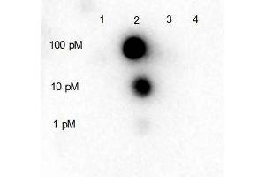 Dot blot for Rabbit Anti-HDAC5 (internal) Antibody. (HDAC5 Antikörper  (pSer661))