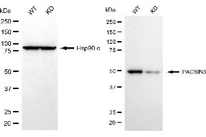 Western blotting analysis using PACSIN3 antibody (ABIN7799981). (PACSIN3 Antikörper)