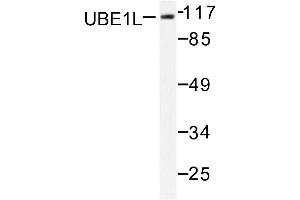 Image no. 1 for anti-Ubiquitin-Like Modifier Activating Enzyme 7 (UBA7) antibody (ABIN271972) (UBA7 Antikörper)