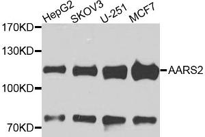 Western blot analysis of extracts of various cell lines, using AARS2 antibody. (AARS2 Antikörper)