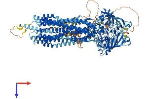 ABCB11 Protein (AA 1-1321) (His tag)