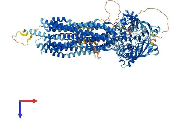 ABCB11 Protein (AA 1-1321) (His tag)