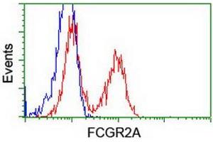 Image no. 5 for anti-Fc gamma RII (CD32) antibody (ABIN1497255) (Fc gamma RII (CD32) Antikörper)