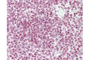 Anti-CENPW / C6orf173 antibody IHC staining of human spleen. (CENPW Antikörper  (N-Term))