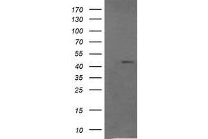 Image no. 2 for anti-Ras Association (RalGDS/AF-6) Domain Family (N-terminal) Member 8 (RASSF8) antibody (ABIN1500619) (RASSF8 Antikörper)